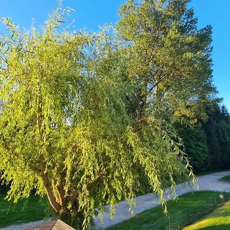 Sous Le Saule *